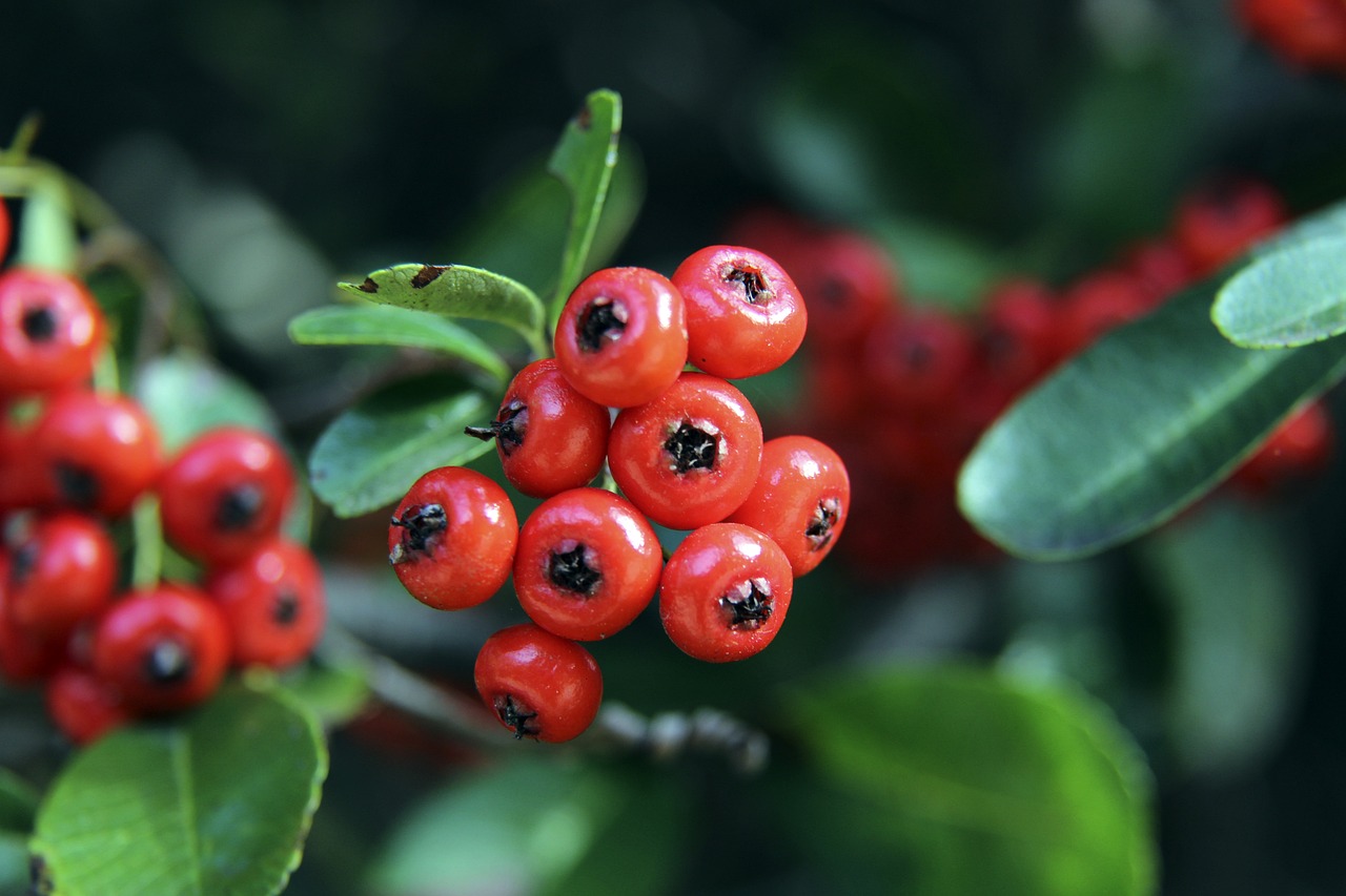 球员的转会 球员的转会